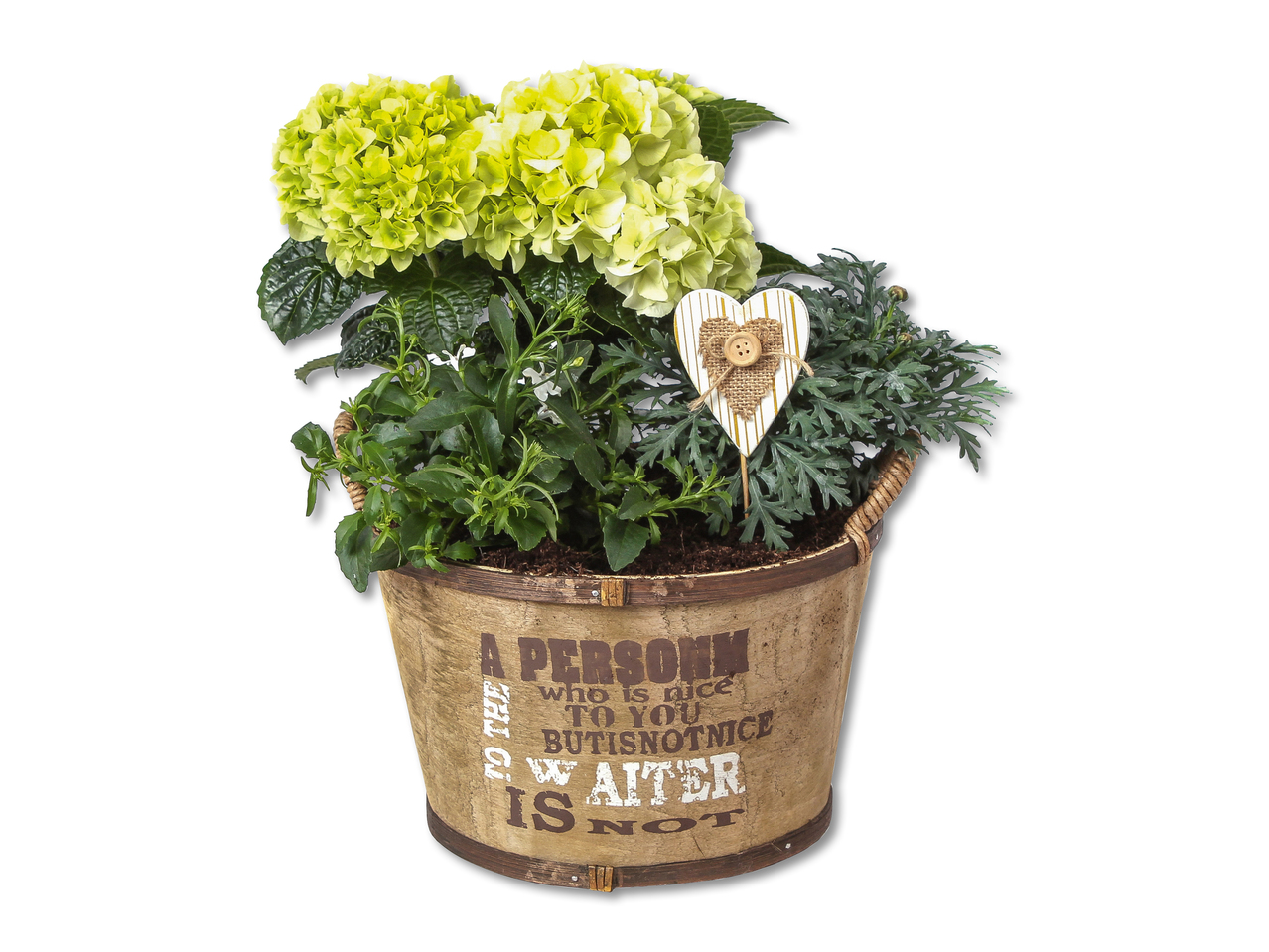 Plante dans une coupe en bois