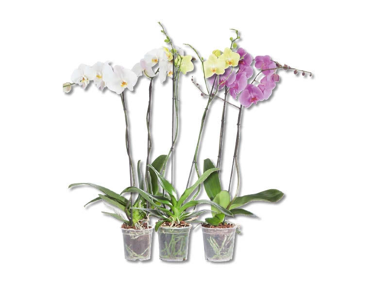 Phalaenopsis XXL (dès 10.9.)