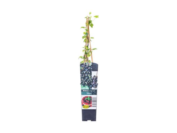 Potted Berry Bushes