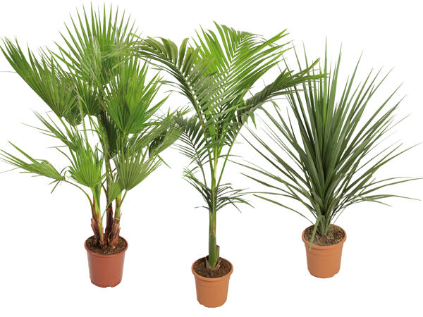 Palme