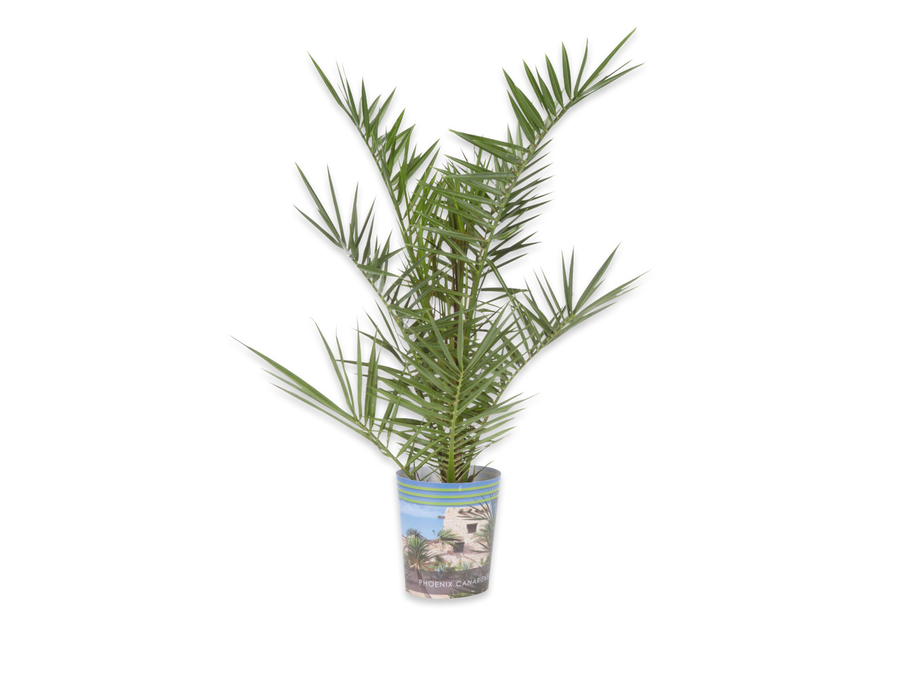 PALM I KRUKA