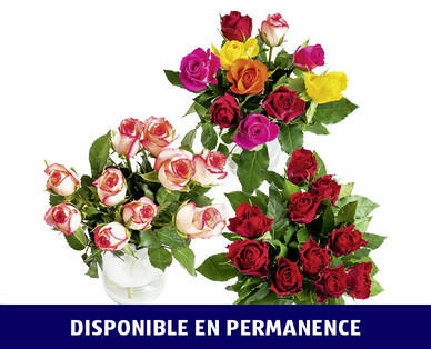 ROSES FAIRTRADE MAX HAVELAAR