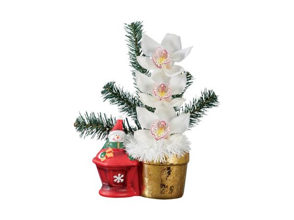 Christmas Gifting Orchid