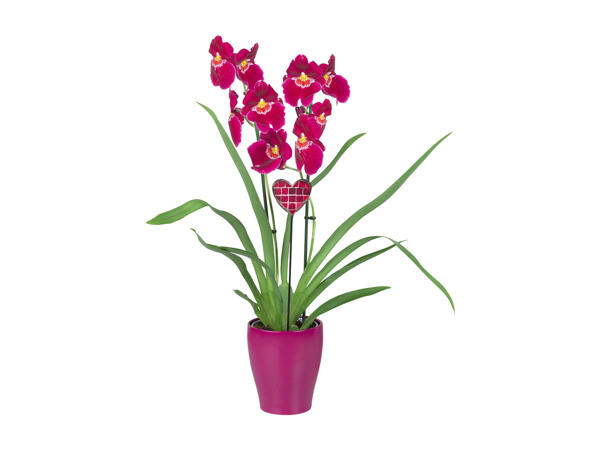 Phalaenopsis 2 Stems