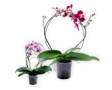 Phalaenopsis palissé avec arc/arc-en-ciel