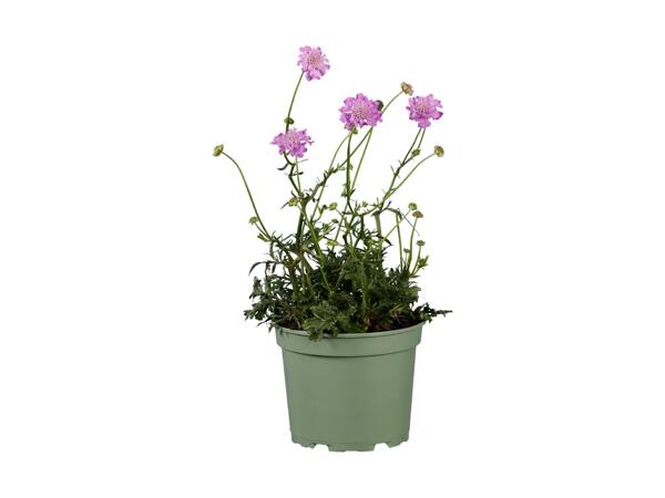 Stor staudeplante