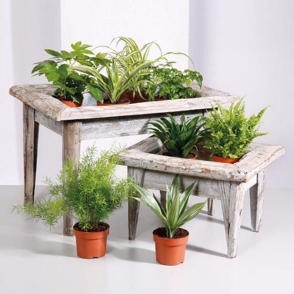GARDENLINE(R) 				Sortido de Plantas Verdes