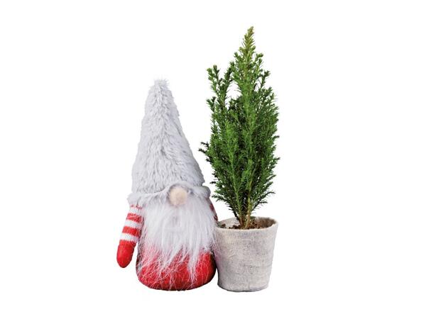 Mini Ellwoodii avec lutin