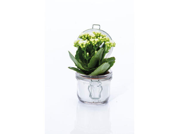 Kalanchoe im Glas