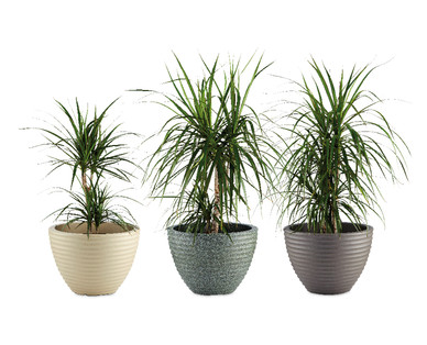 Honey Pot Planter