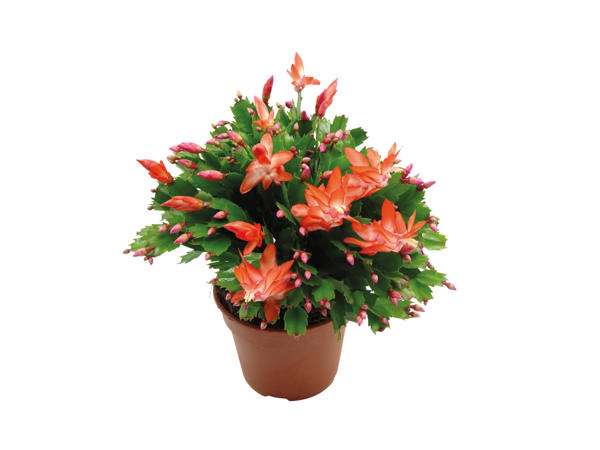 Large Christmas Cactus