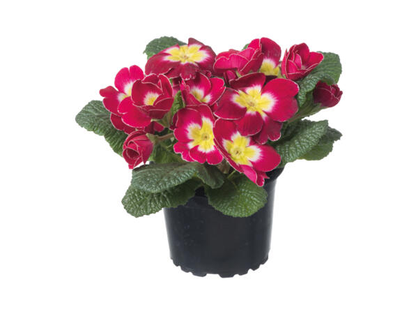 Primrose