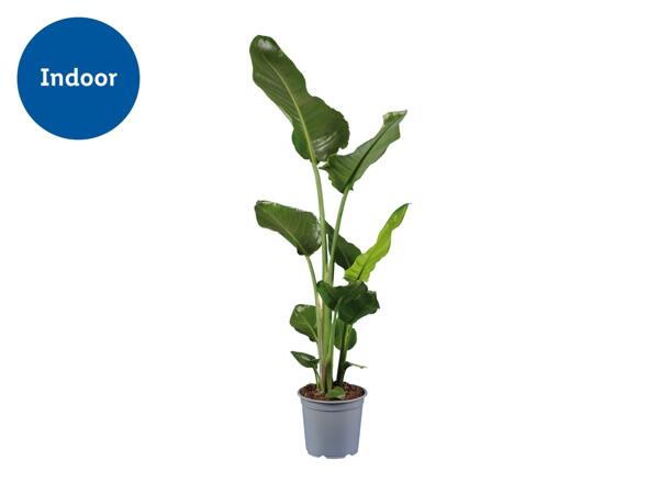 Banana Plant