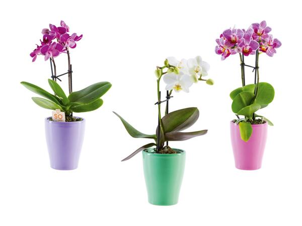Mini phalaenopsis dans un pot en céramique