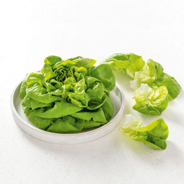 Laitue pommée