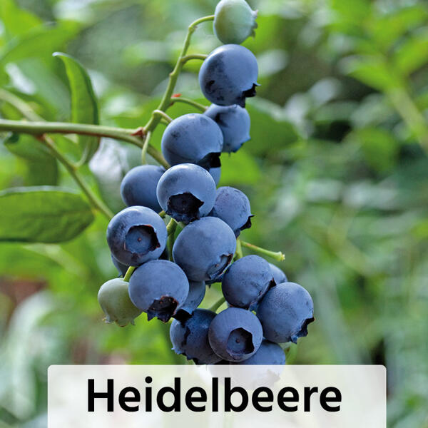 Niedrigwachsende Beerensträucher