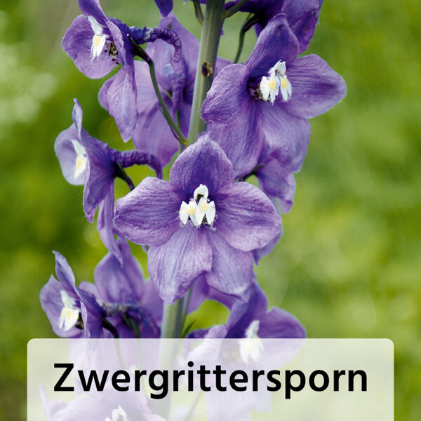 Bienenfreundliche Gartenpflanze