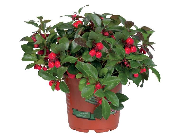 Gaultheria