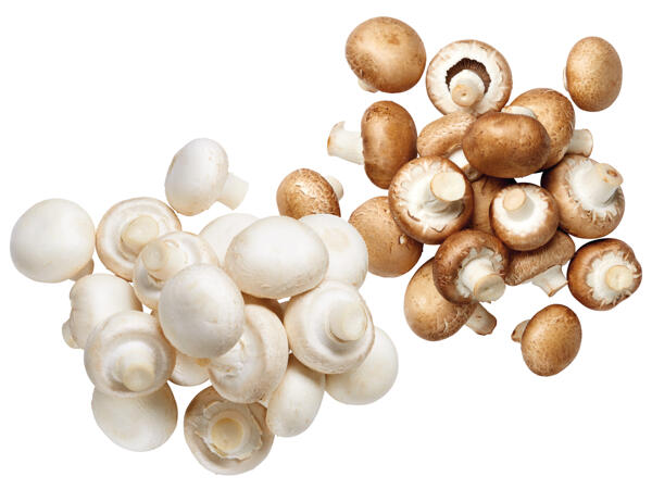 Champignons weiß oder braun