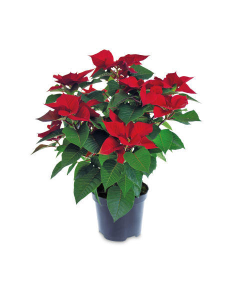 17cm Sleeved Poinsettia
