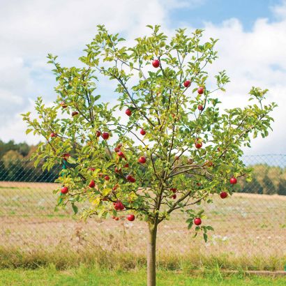 Obstbaum