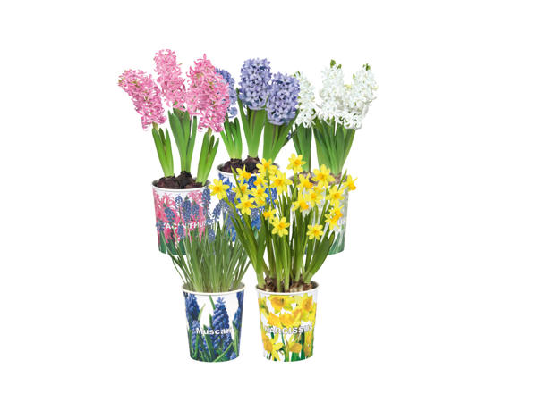 Blomlökar i pappersbägare