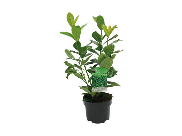Kirsebær­laurbær plante
