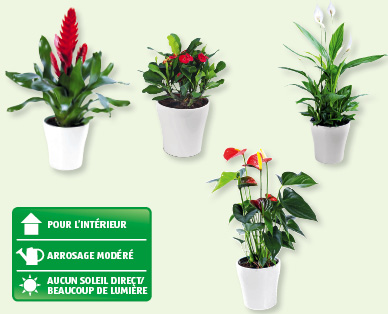 Plante exotique à fleurs GARDENLINE(R)
