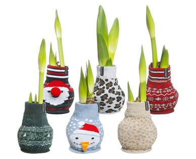 AMARYLLIS IM STOFFSOCKEN
