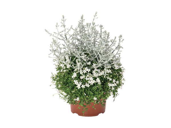 Sammen­plantning