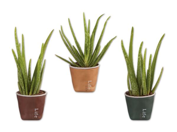 Aloe Vera „Lifestyle" in Keramik