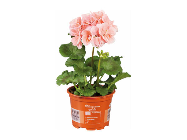 Upright Geranium