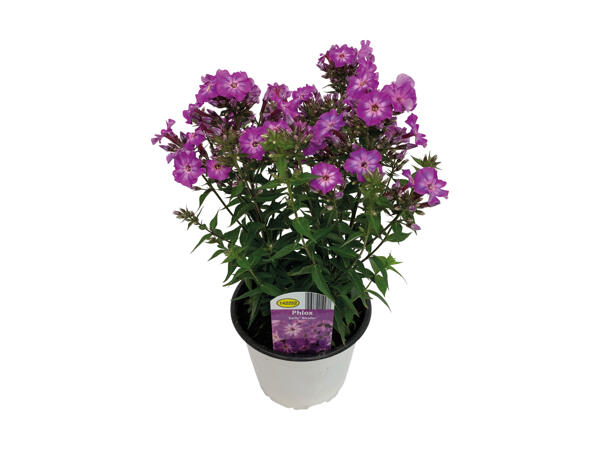 Phlox paniculata