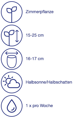 Blumenzwiebeln in Ziertopf