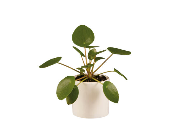 Pancake Pilea Mini