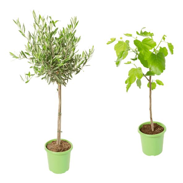 GARDENLINE(R) 				Olivier ou figuier