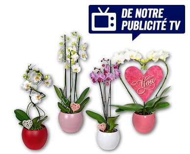Orchidée exclusive