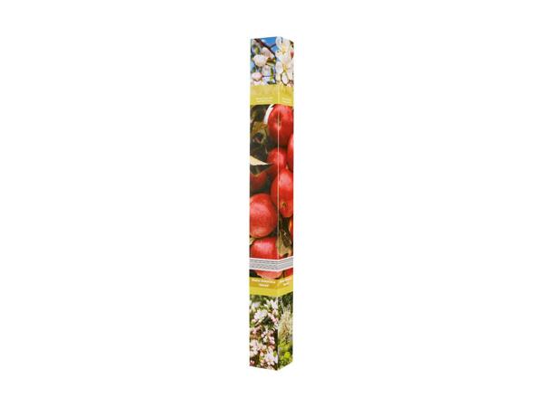 Frugttræ