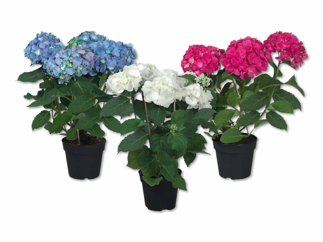 Hortensias