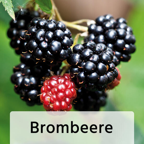 Beerengarten