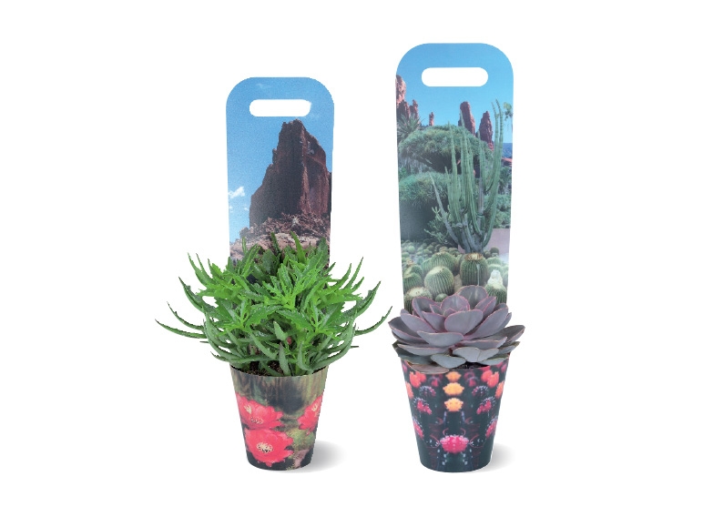 Succulents in Ceramic Pots