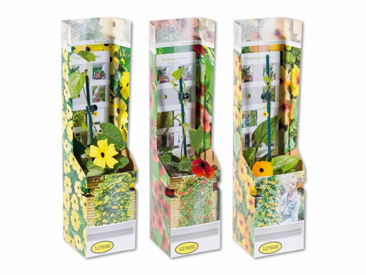 Thunbergia dans un sachet pliant