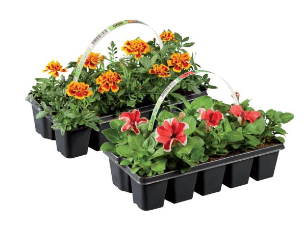 Bedding plants mix