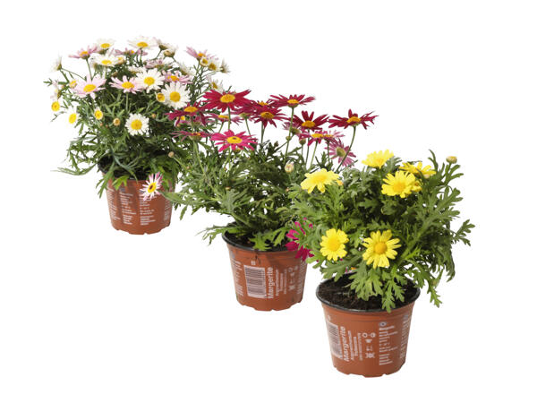 Topfmargeriten
