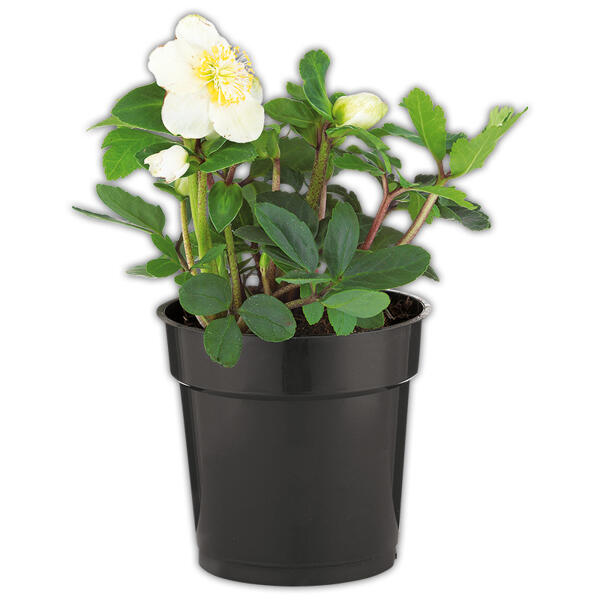 Christrose