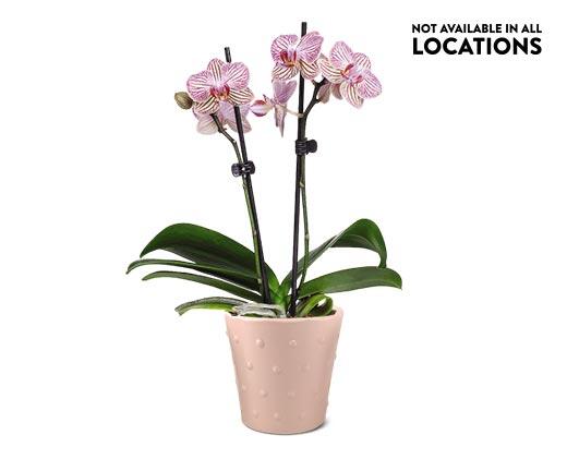 5" Easy Orchid Assorted Colors