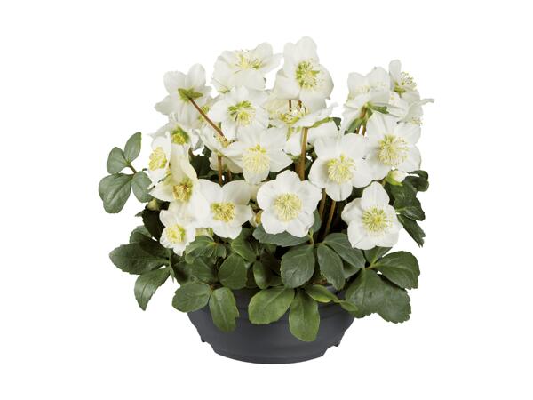 Rosa di Natale in ciotola