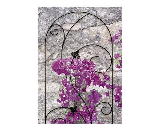 Belavi 
 Trellis
