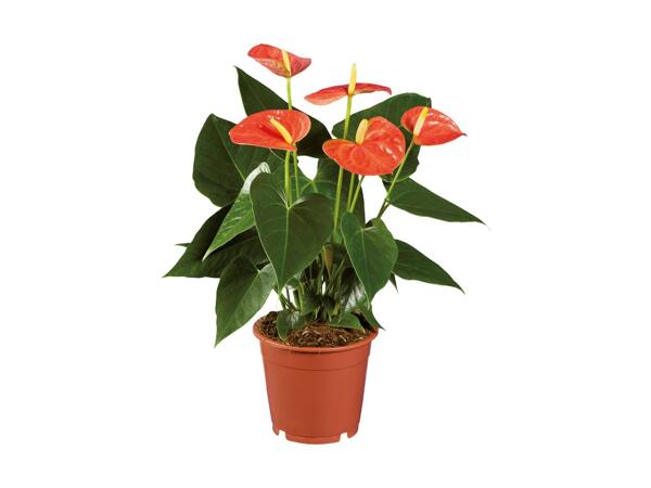 Flamingoblomst