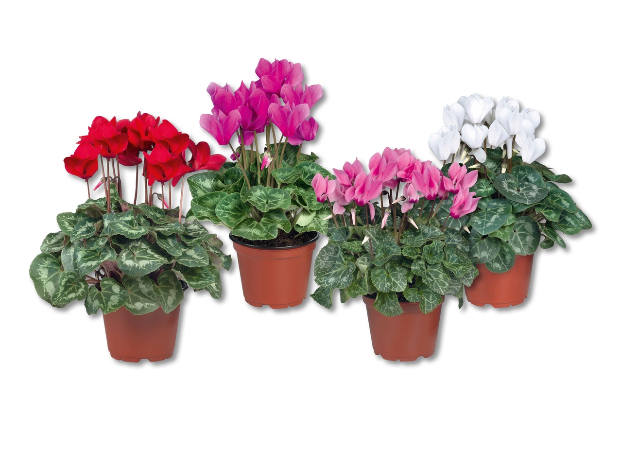 Cyclamen
